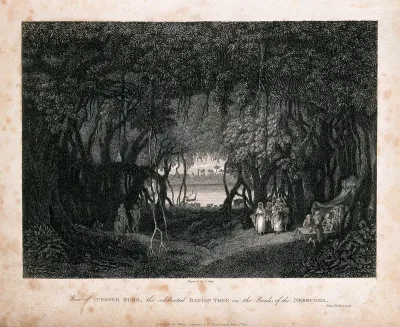 View from inside an enormous banyan tree (Ficus benghalensis L.)