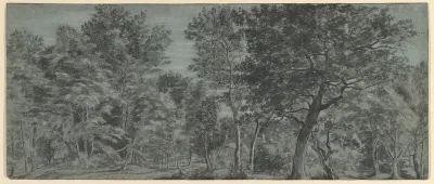 View of a Forest