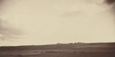 View of Fields with Cows