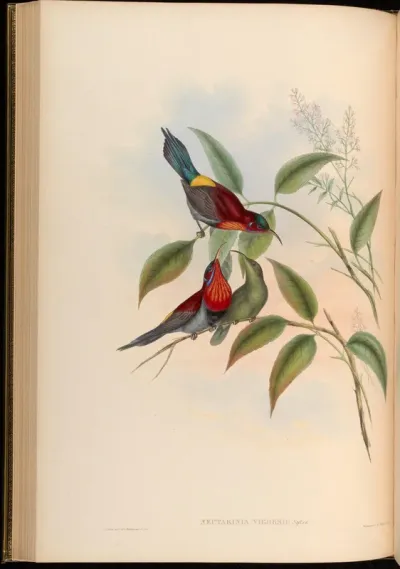 Vigors' Sun-bird