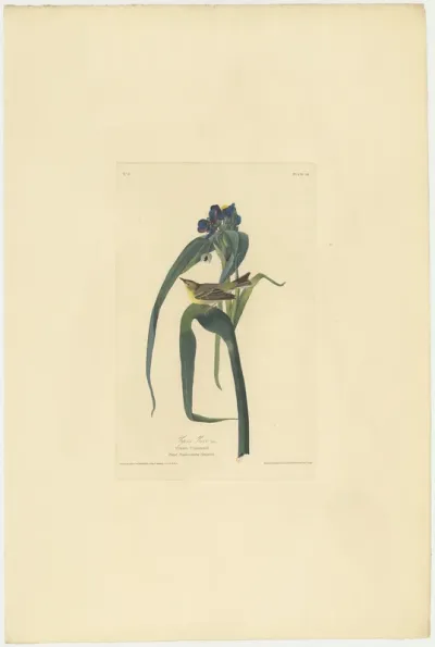 Vigors Vireo
