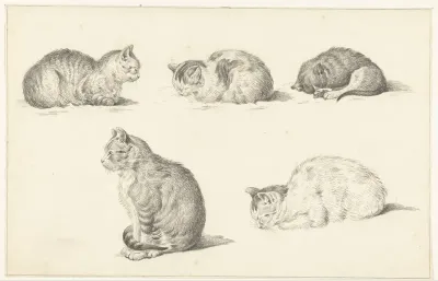 Vijf studies van katten