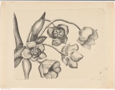 Vijf tulpen