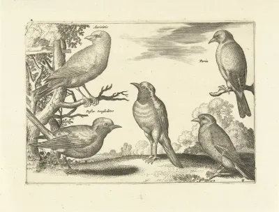 Vijf vogels