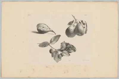 Vijg, peren, bramen en granaatappel