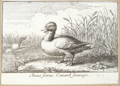 Vildanden (Anas ferus)