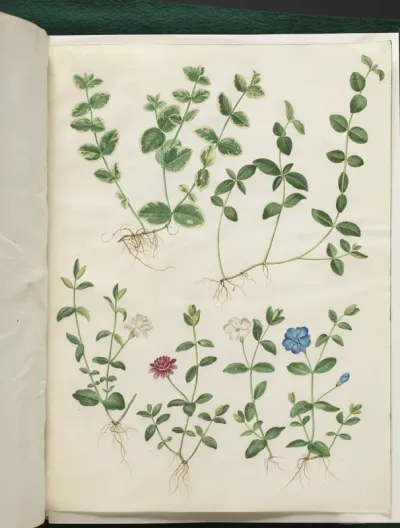 Vinca minor (liden singrøn)