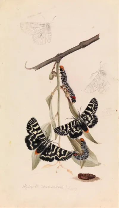 Vine moth, Comocrus behri