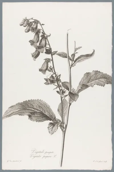 Vingerhoedskruid