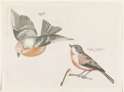 Vink en grijsflankmees