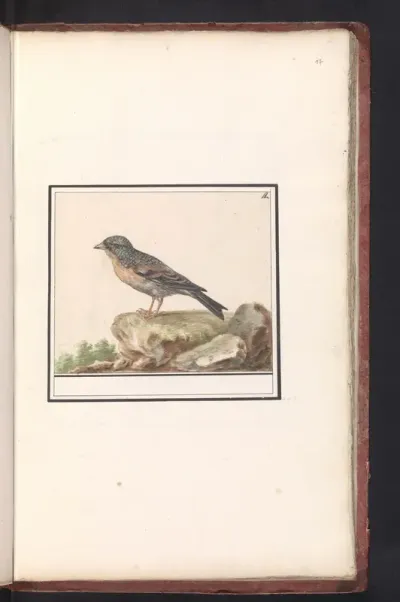 Vink (Fringilla)