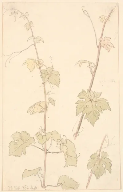 Vinranker. Nysø