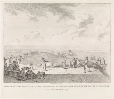 Vinvis aangespoeld op het strand bij Zandvoort