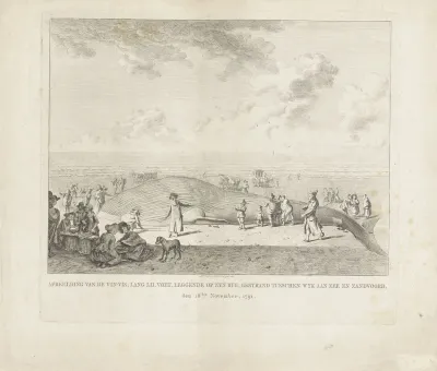 Vinvis gestrand bij Wijk aan Zee, 1791