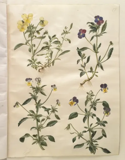 Viola cornuta (horn-viol); Viola tricolor (almindelig stedmoderblomst)