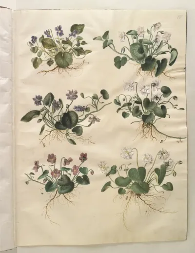 Viola odorata (marts-viol)
