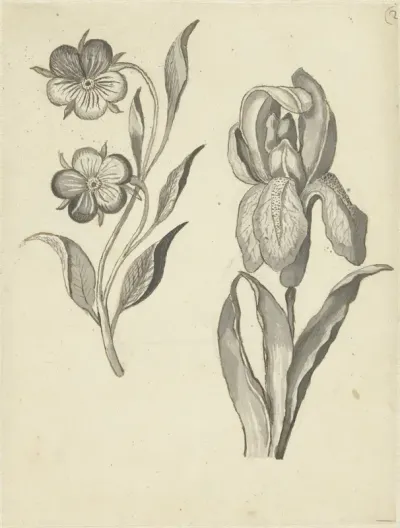 Viooltje en iris