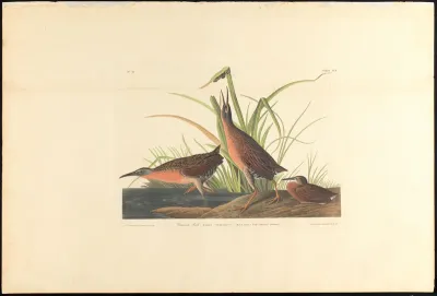 Virginia Rail
