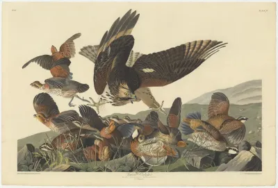 Virginian Partridge