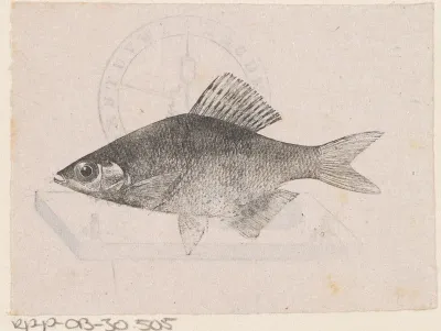 Vis