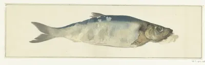Vis, deels vergaan