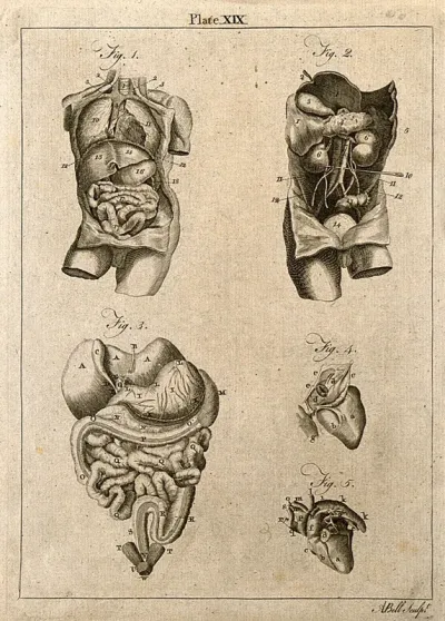 Viscera: five figures showing the internal organs of the torso