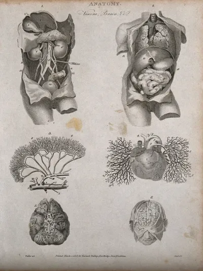 Viscera, heart, brain and blood vessels: six figures, including two views of a dissected torso