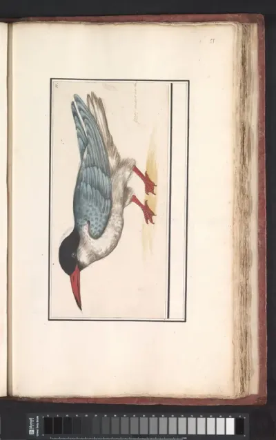 Visdief (Sterna hirundo)