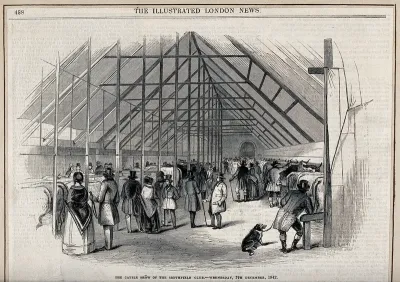 Visitors looking at animals in the cattle show of the Smithfield Club