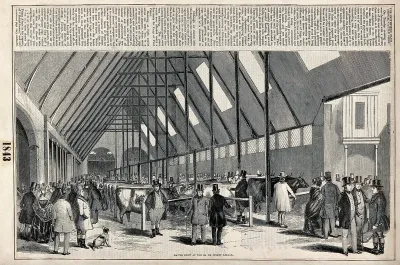 Visitors looking at cows standing in stalls at the Smithfield Club Annual Cattle Show