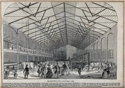 Visitors looking at cows standing in stalls at the Smithfield Prize Cattle Show, 1845