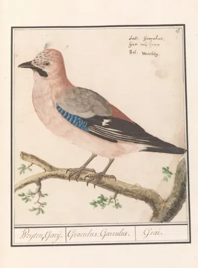 Vlaamse gaai (Garrulus glandarius)