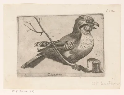 Vlaamse Gaai (Garrulus glandarius)