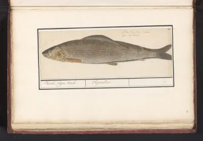 Vlagzalm (Thymallus thymallus)