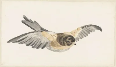 Vliegende keep (Fringilla montifringilla)