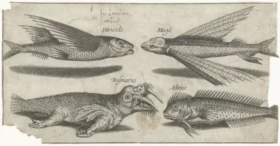 Vliegende knorhaan, lompje, slijmvis en een walrus