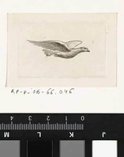 Vliegende roofvogel