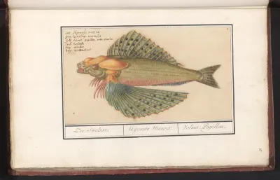 Vliegende vis (Exocoetidae)