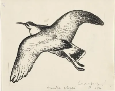 Vliegende vogel