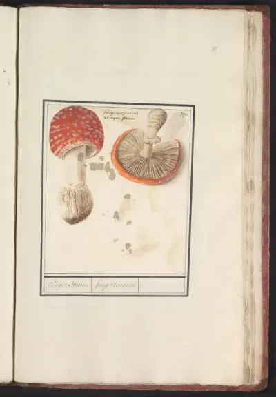 Vliegenzwam (Amanita muscaria)