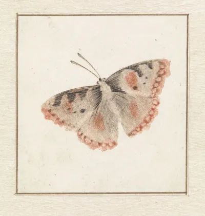 Vlinder