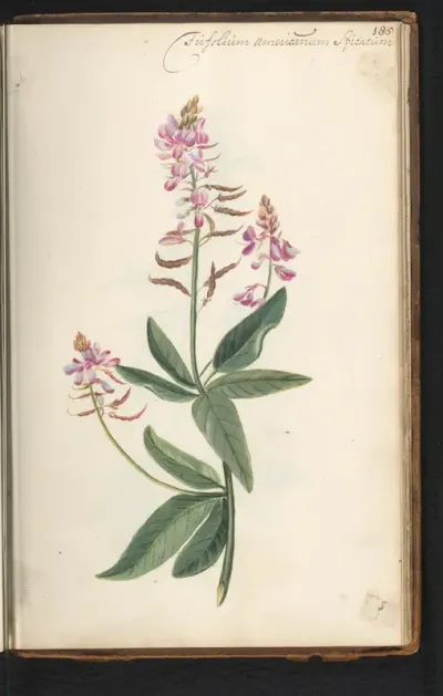 Vlinderbloem (Desmodium canadense)