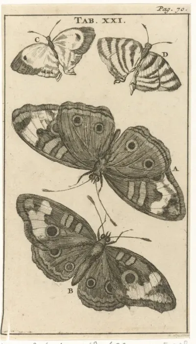 Vlinders XXI
