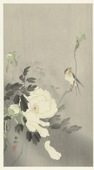 Vogel bij pioenroos