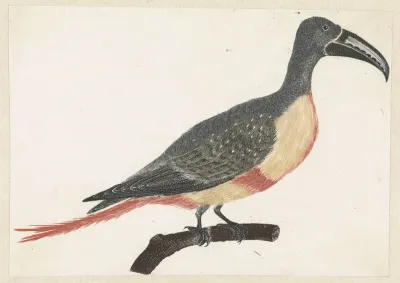 Vogel met lange gebogen snavel op een tak naar rechts