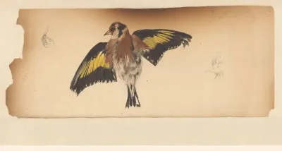 Vogel met uitgespreide vleugels