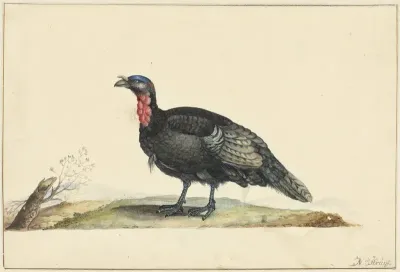 Vogel met zwarte veren en een rode krop, staande, naar links