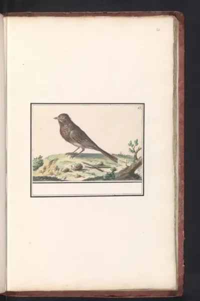 Vogel (onbekend)