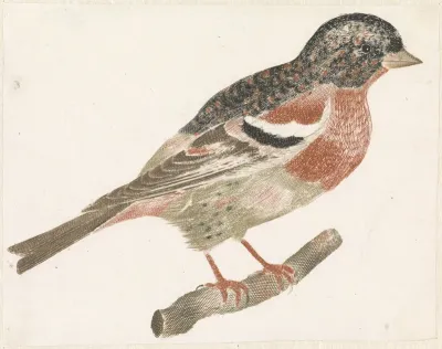 Vogel op een tak naar rechts, mogelijk een goudvink