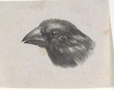 Vogelkop (mogelijk een groenling of een appelvink)